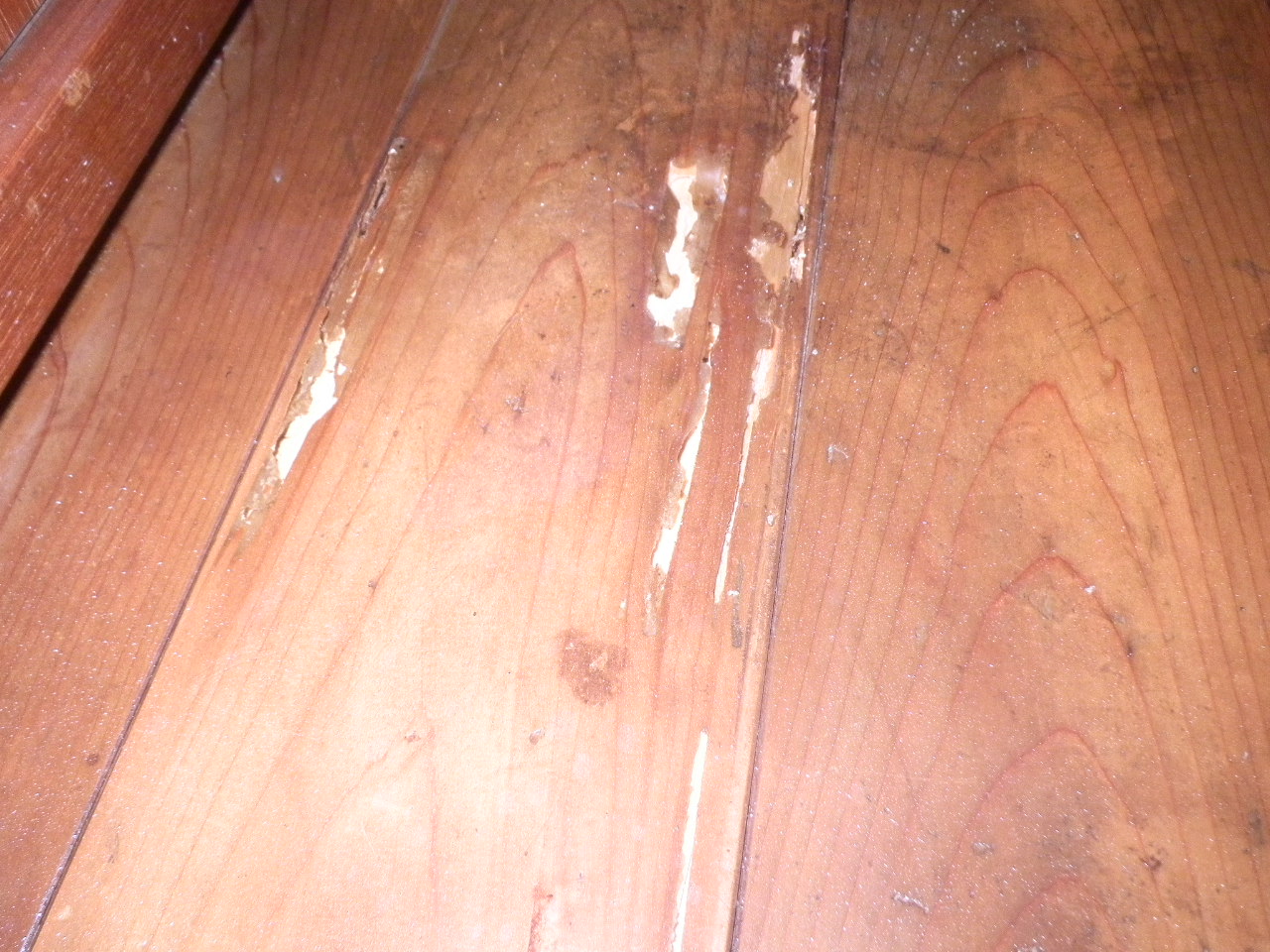 シロアリの食害床板