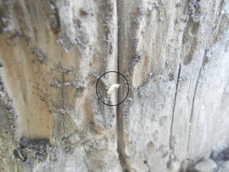 シロアリ被害の様子