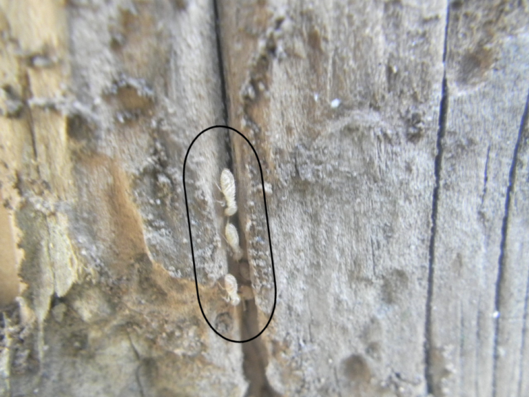 床下調査の様子